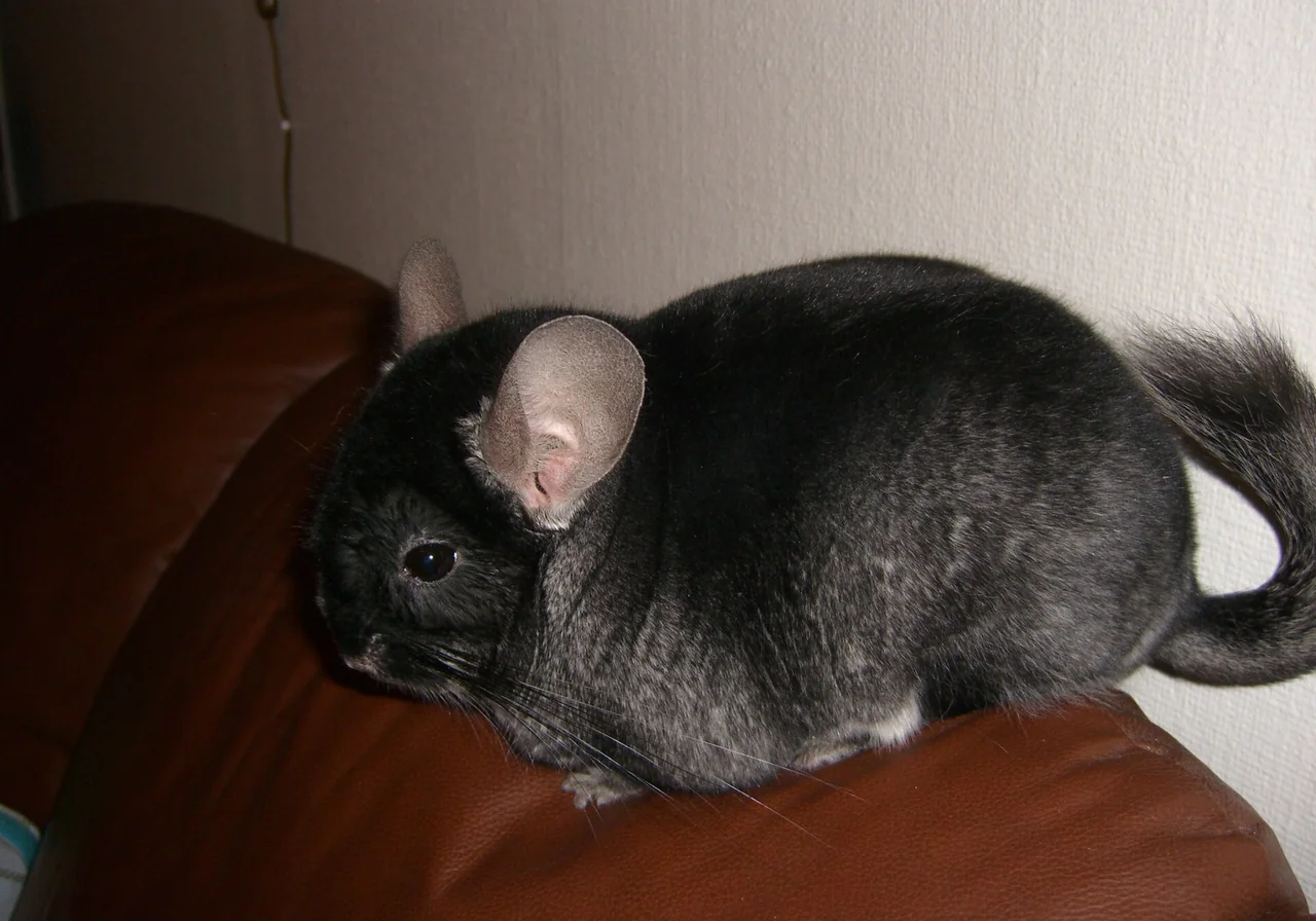 Black Velvet — chinchilla breed