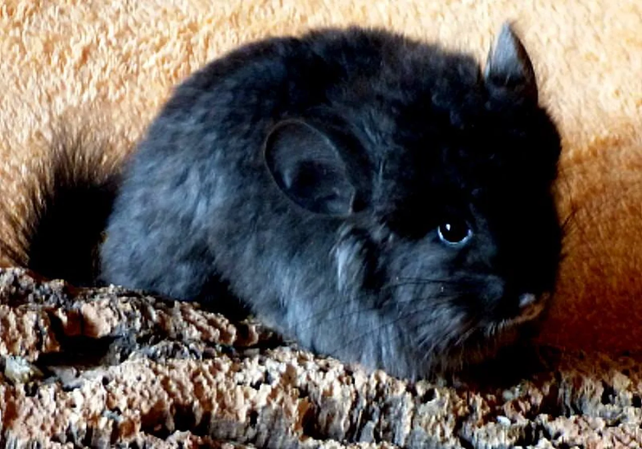 Ebony — chinchilla breed