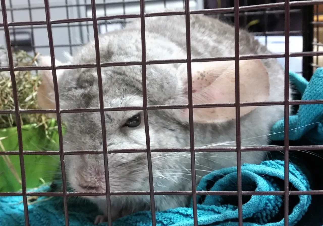 Sapphire — chinchilla breed