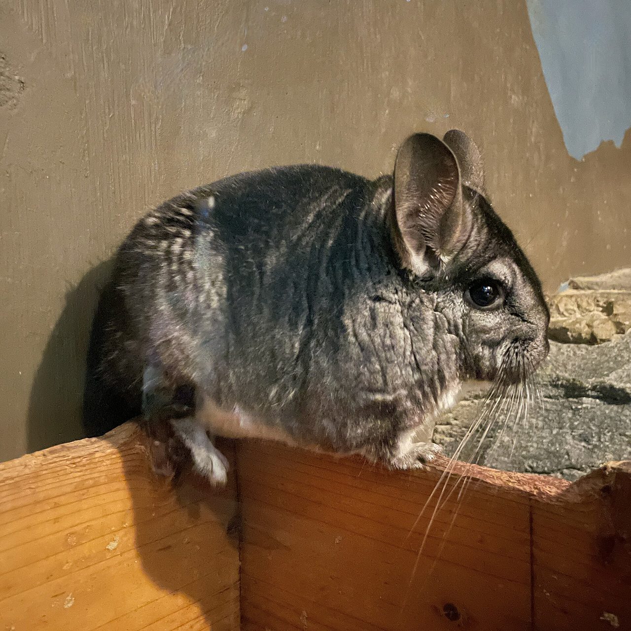 Standard Grey — chinchilla breed