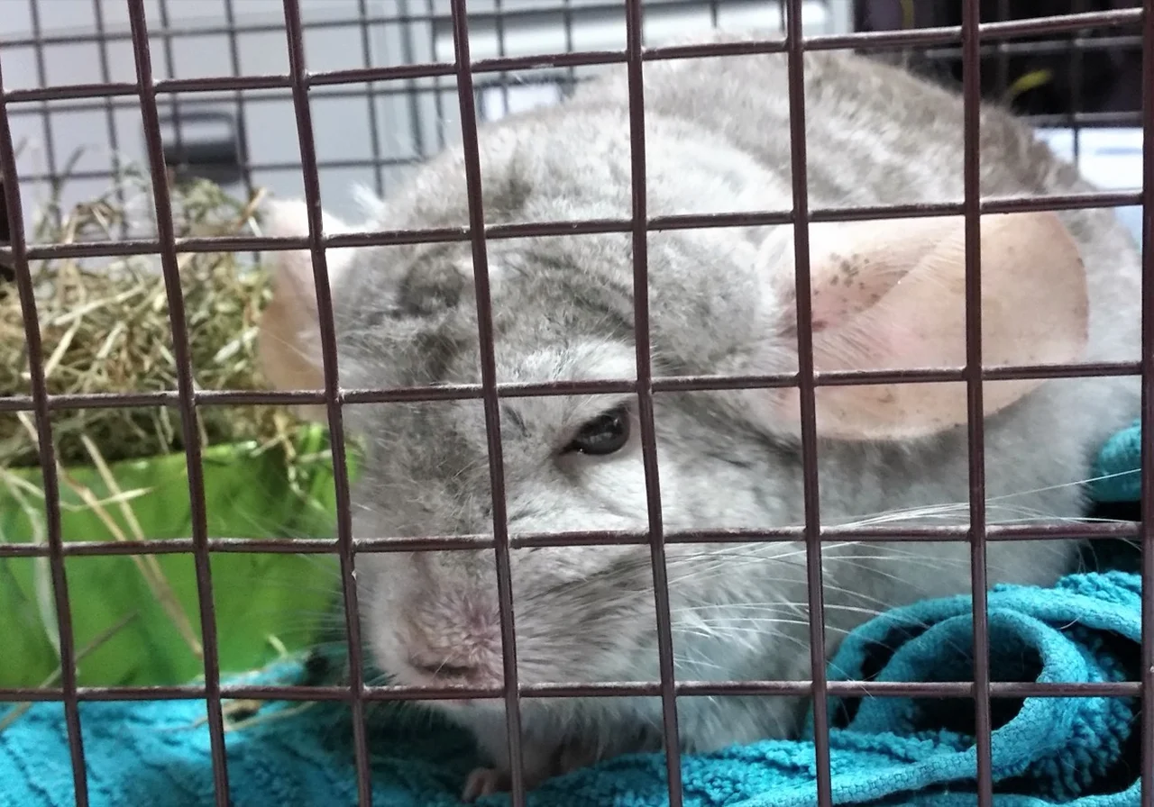 Tower Beige — chinchilla breed