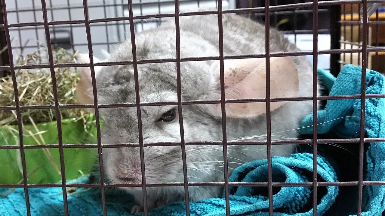 Violet — chinchilla breed