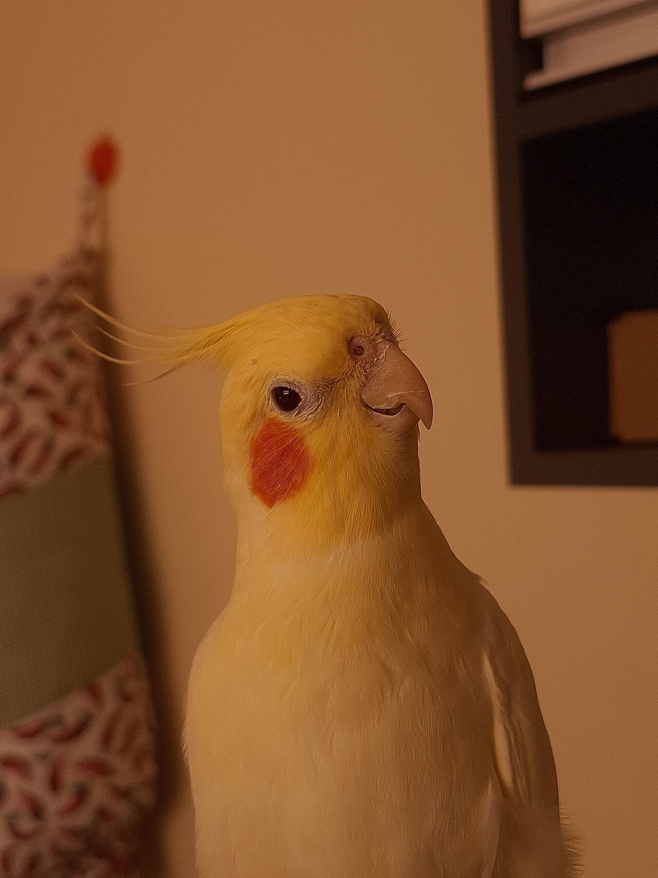 Fallow — cockatiel variety