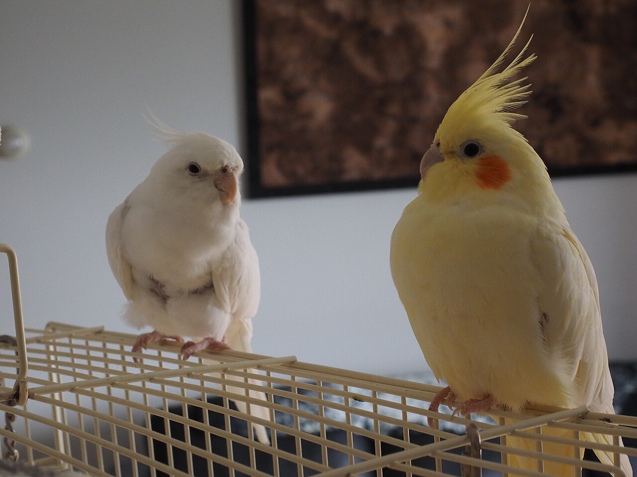 Lutino — cockatiel variety