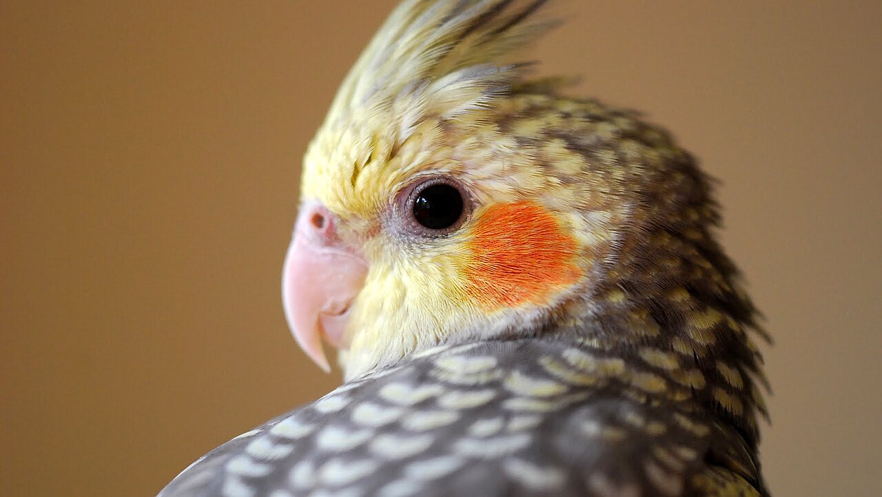 Pearl — cockatiel variety