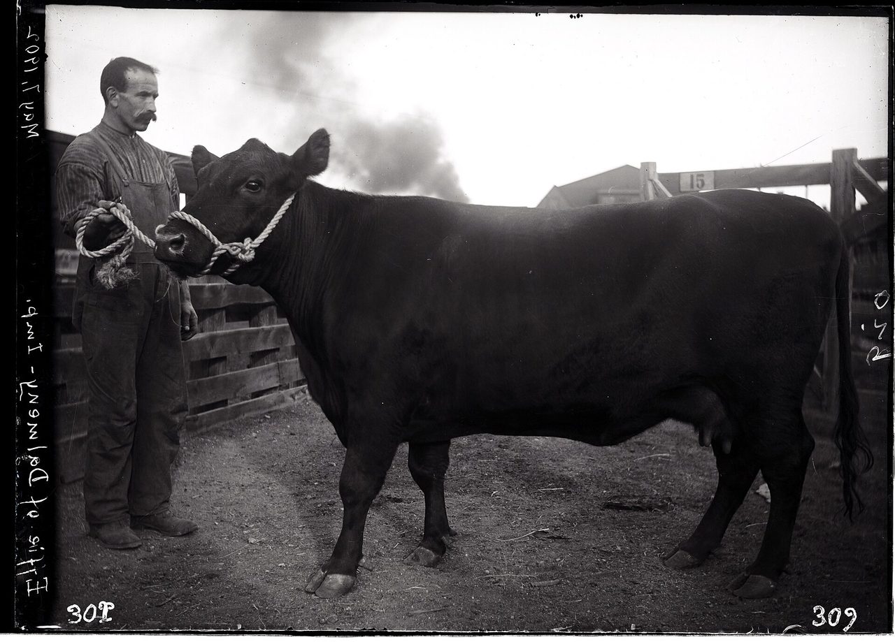 Aberdeen Angus — cow breed