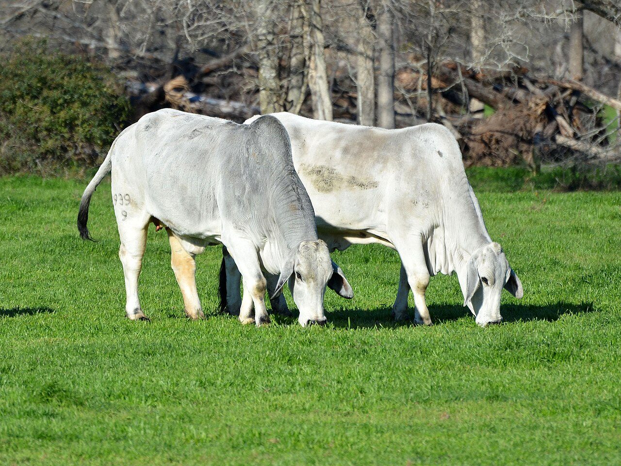 Brahman — cow breed