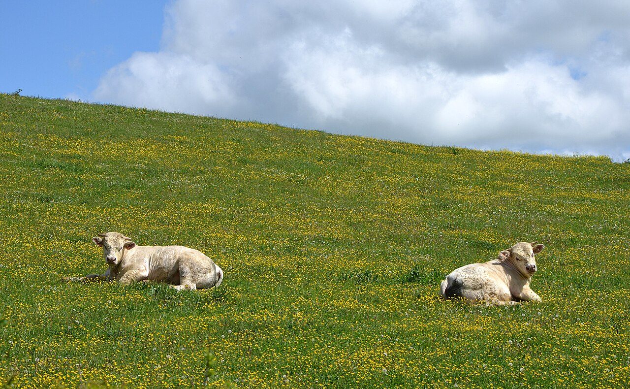 Charolais — cow breed