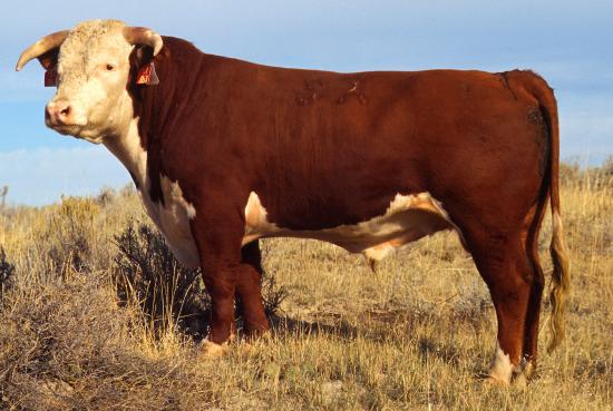Hereford — cow breed