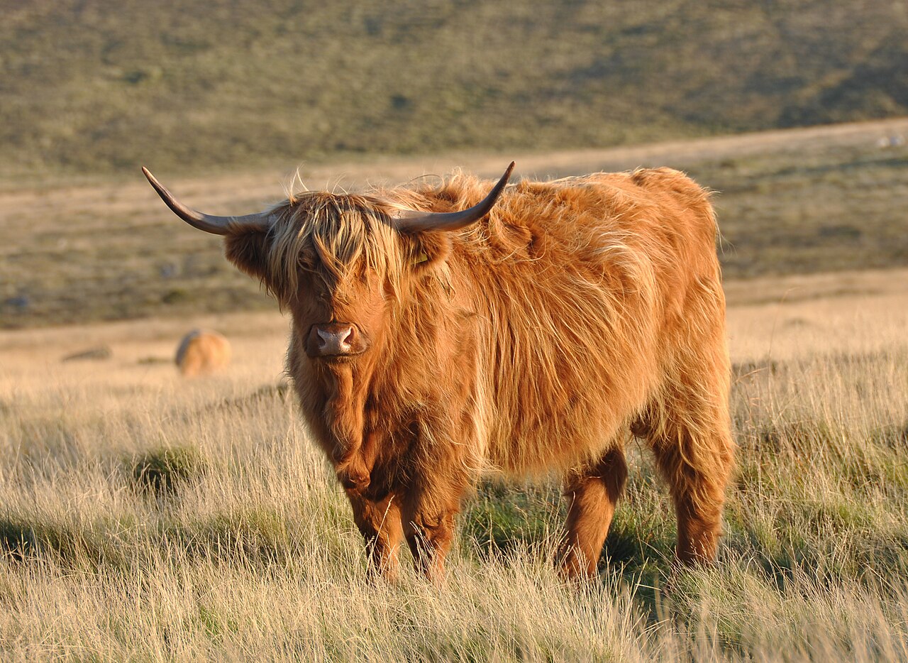 Highland — cow breed