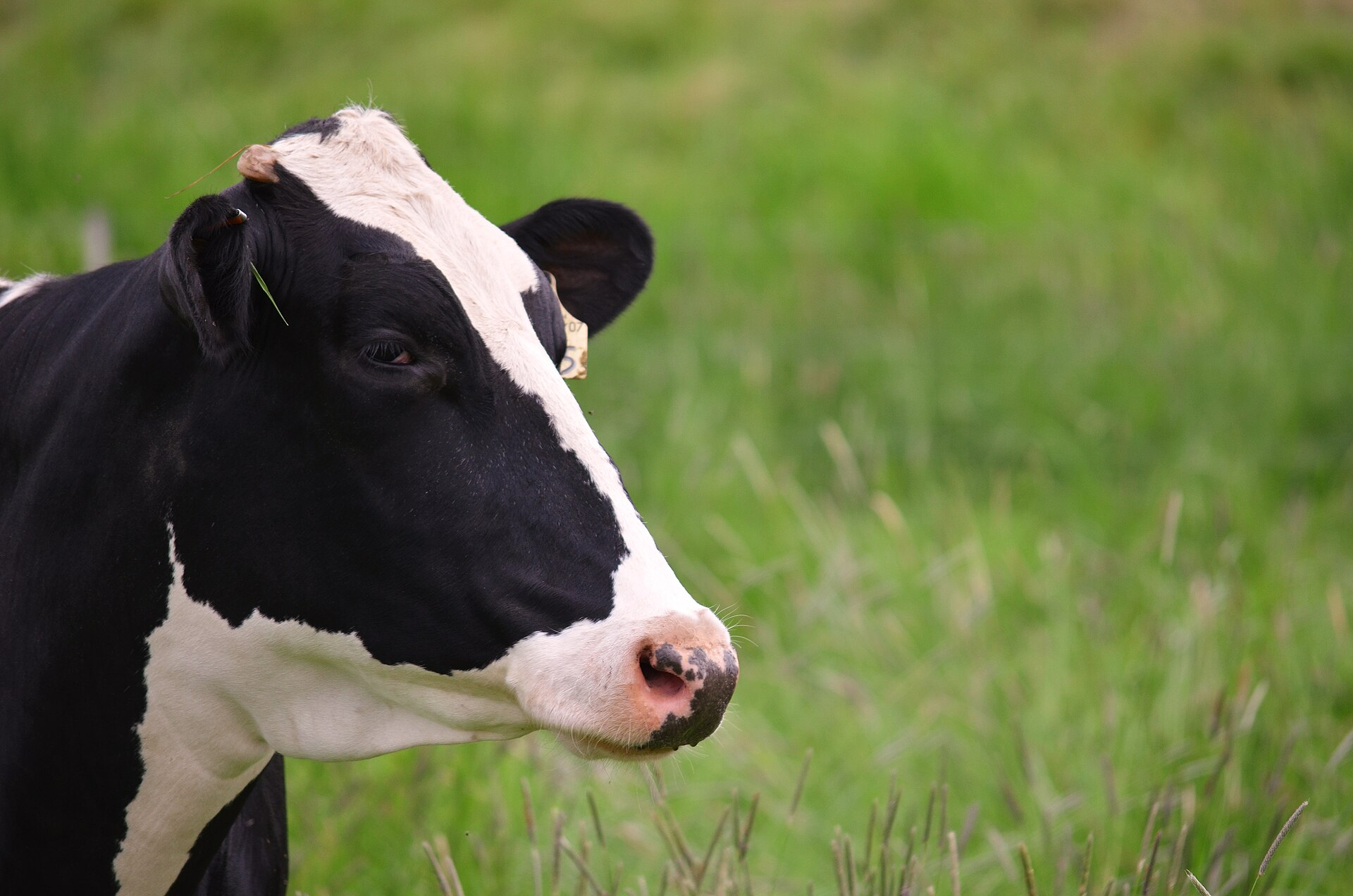 Holstein Friesian — cow breed