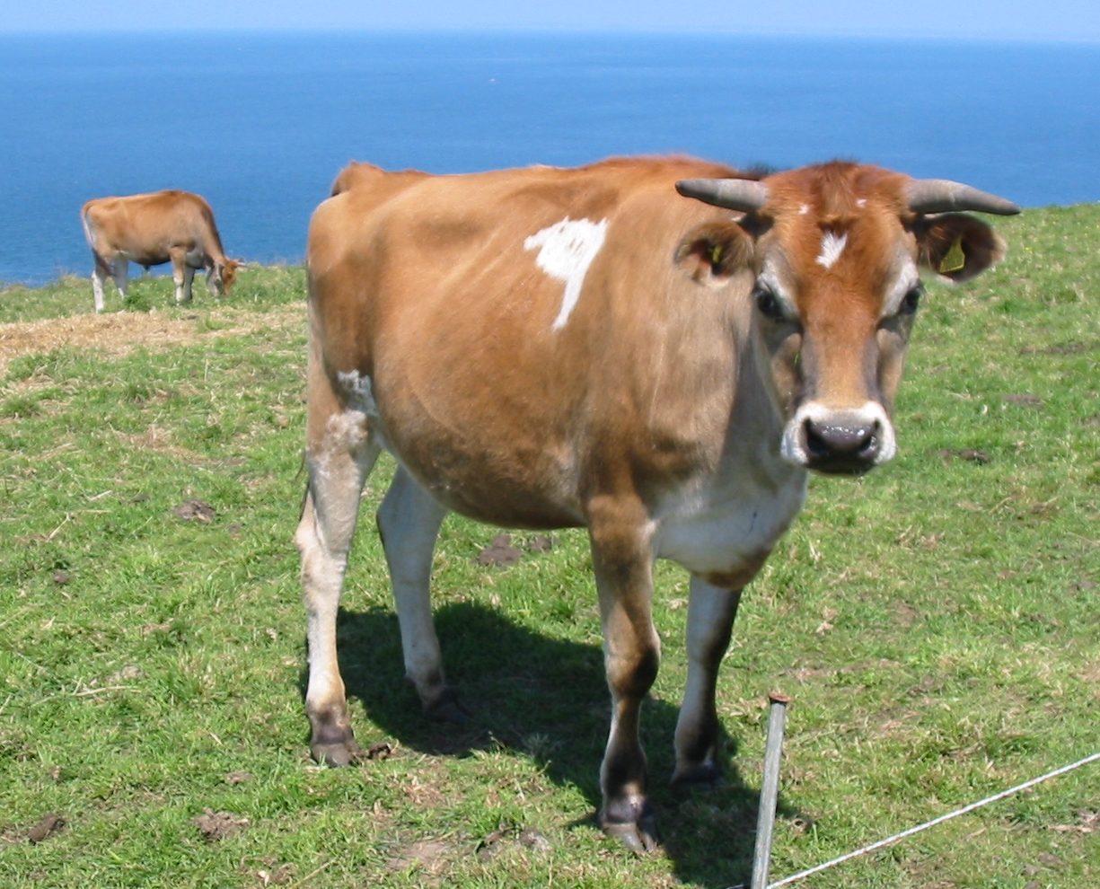 Jersey — cow breed