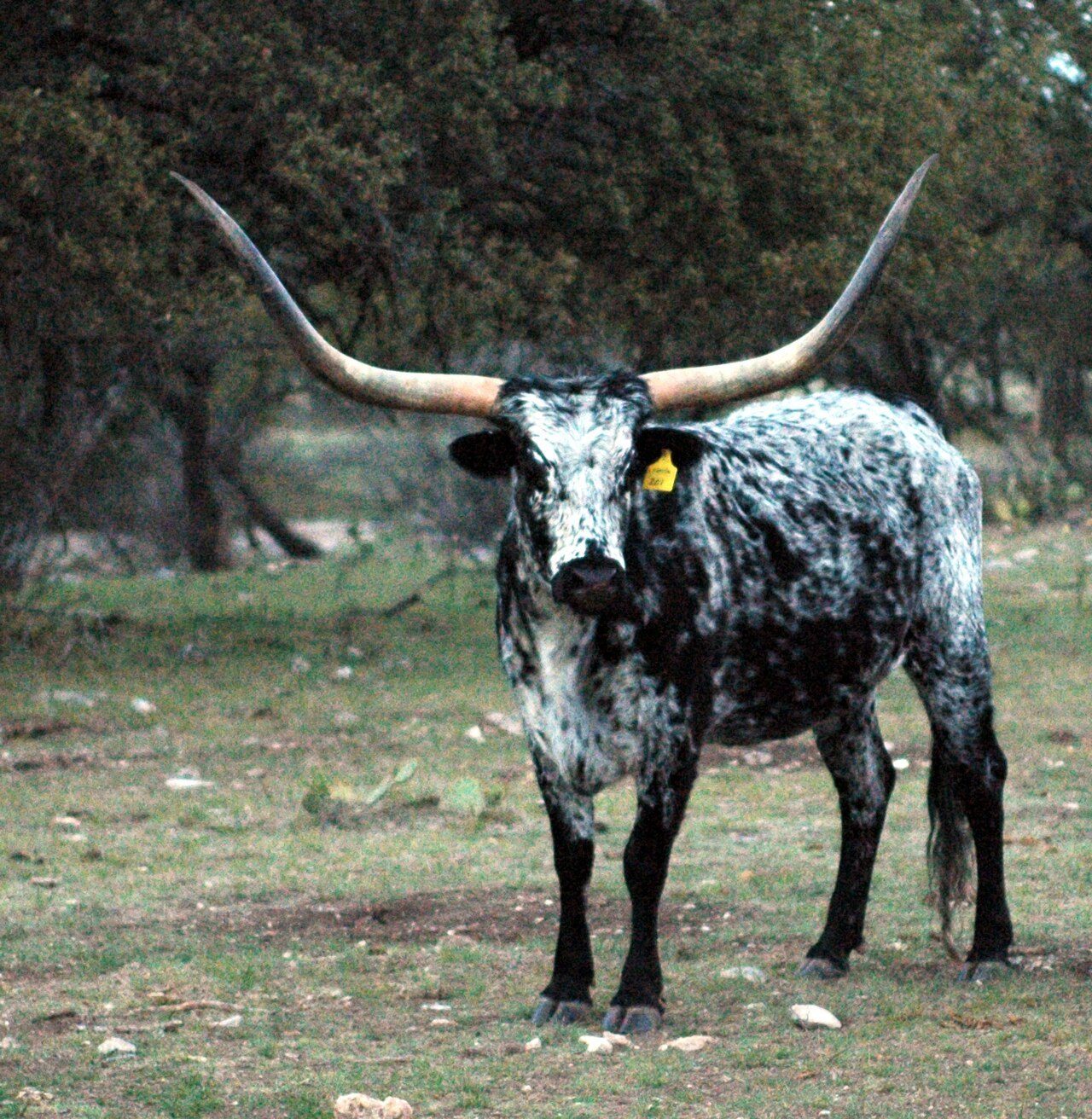 Texas Longhorn — cow breed