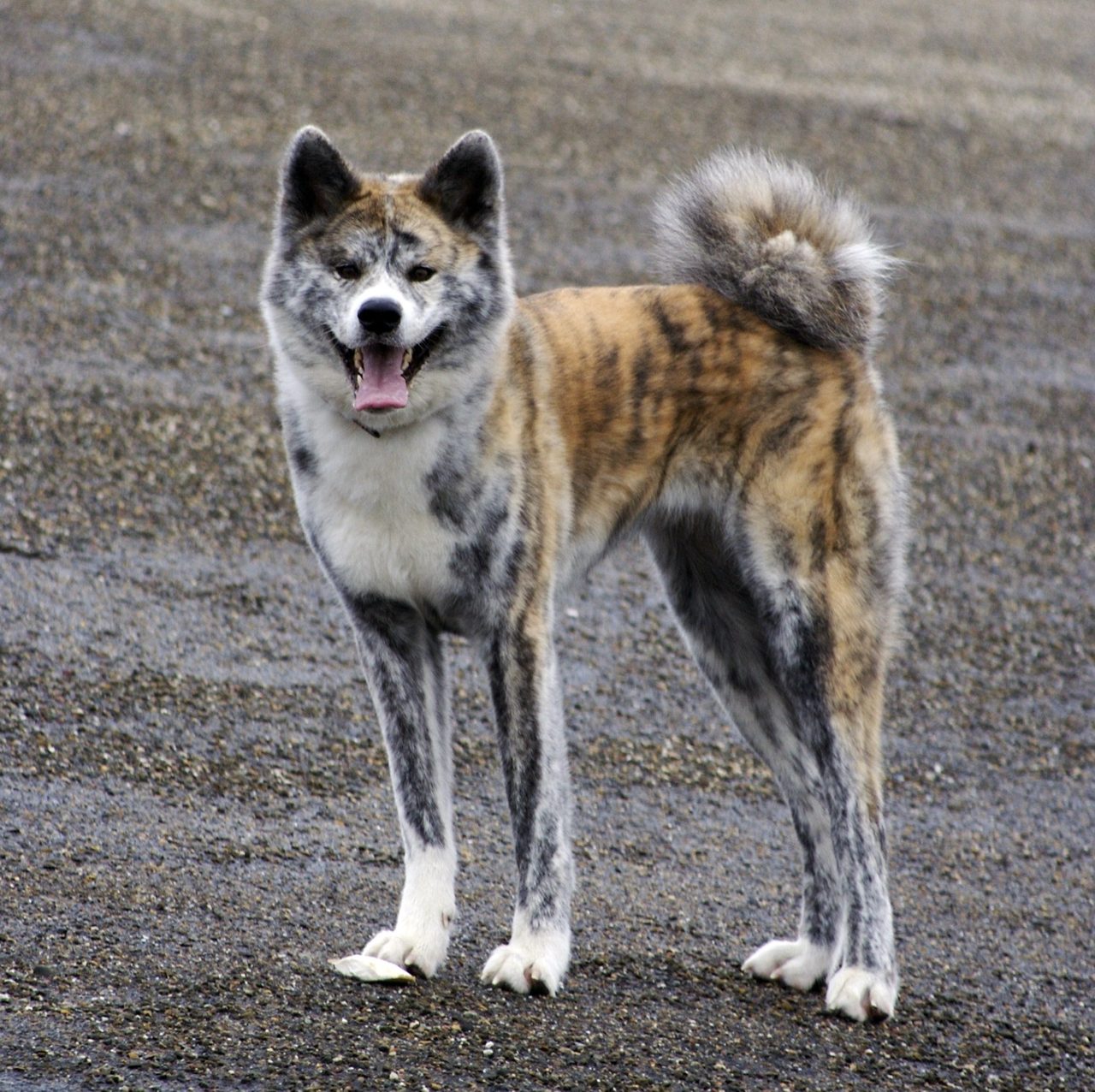Akita — dog breed