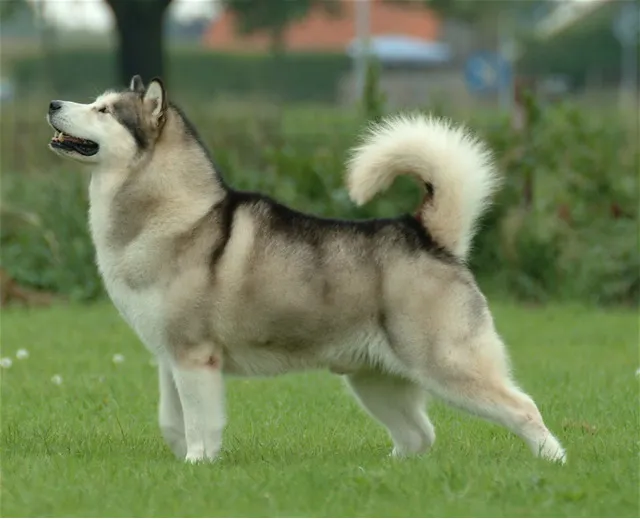 Alaskan Malamute — dog breed