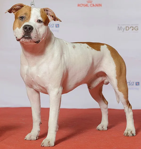 American Staffordshire Terrier — dog breed
