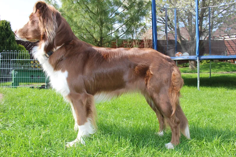 Australian Shepherd — dog breed