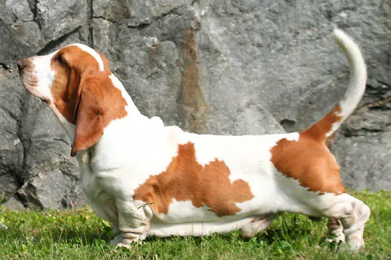 Basset Hound — dog breed