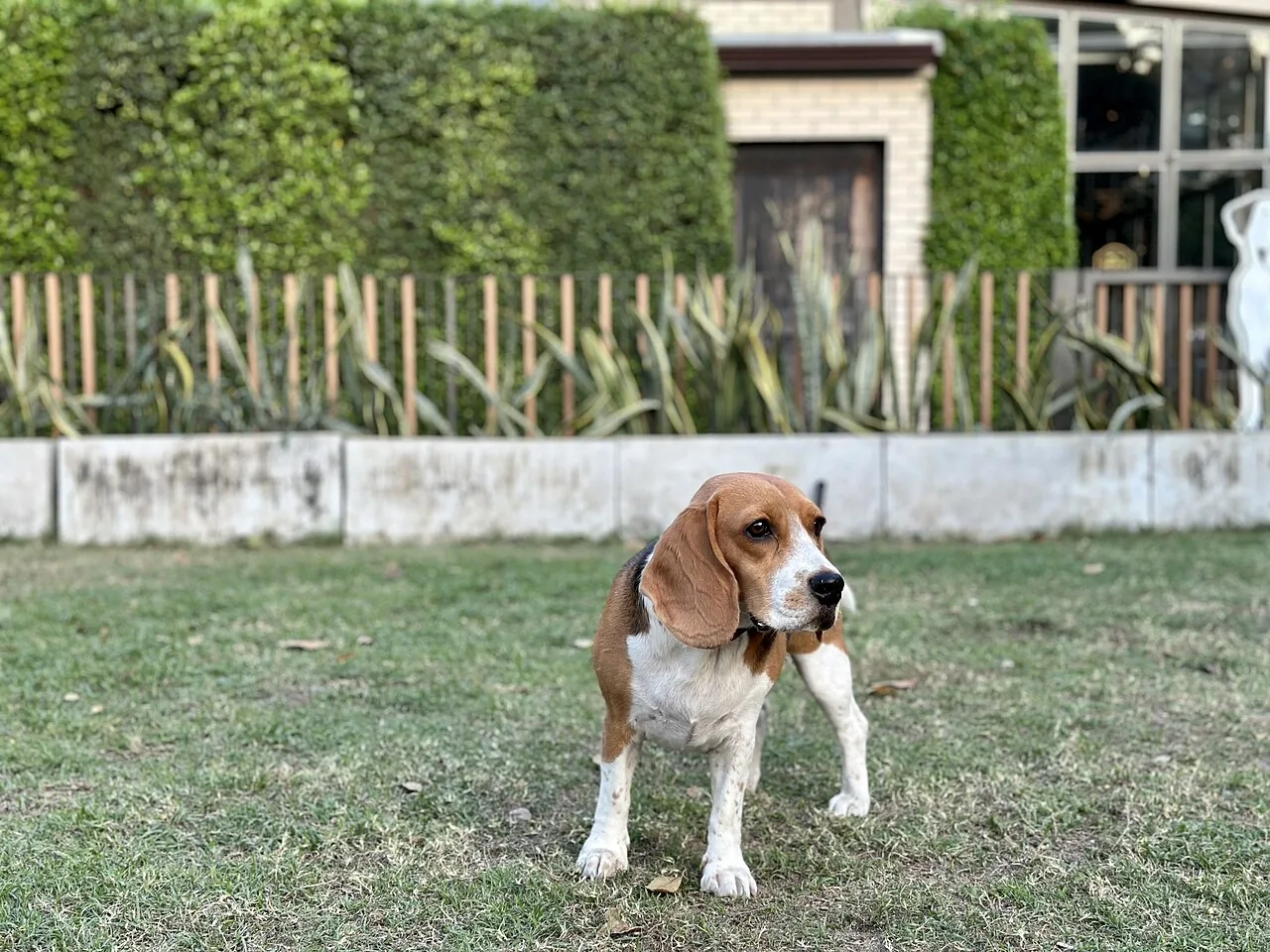 Beagle — dog breed