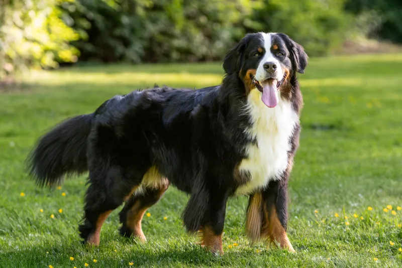 Bernese Mountain Dog — dog breed
