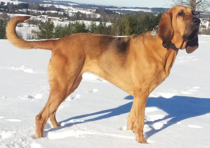 Bloodhound — dog breed