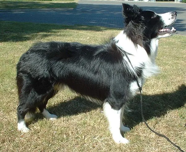 Border Collie — dog breed