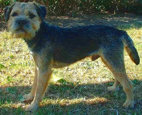 Border Terrier — dog breed