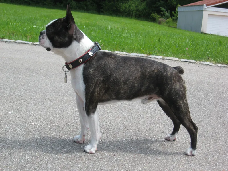 Boston Terrier — dog breed