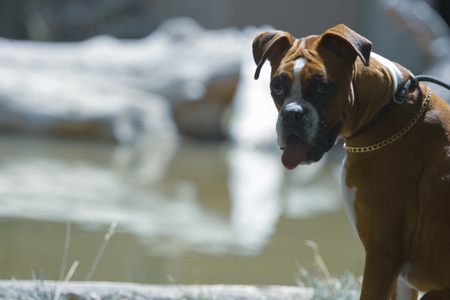 Boxer — dog breed