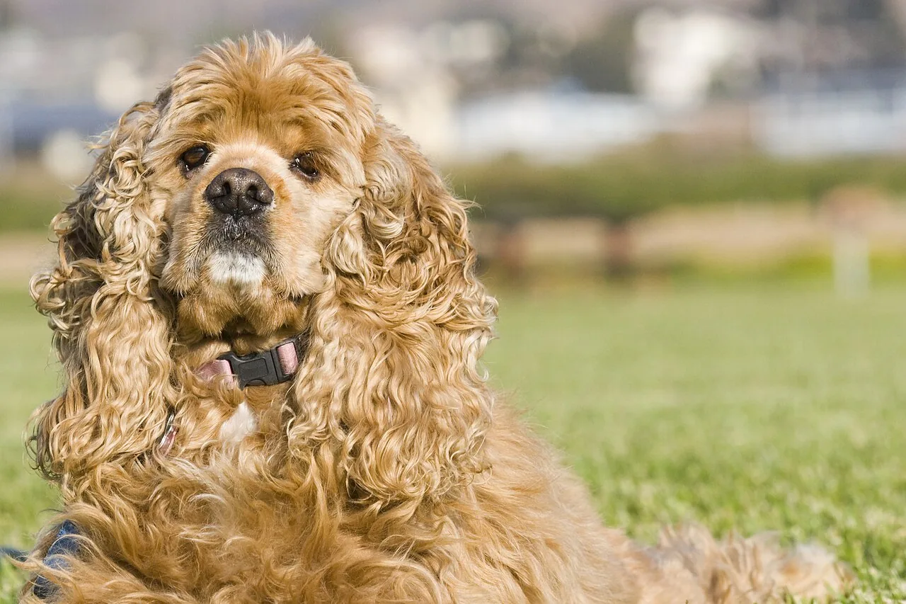 Cocker Spaniel — dog breed