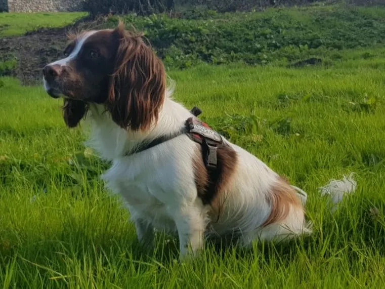 English Springer Spaniel — dog breed