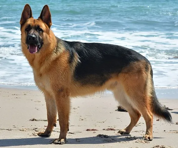 German Shepherd — dog breed