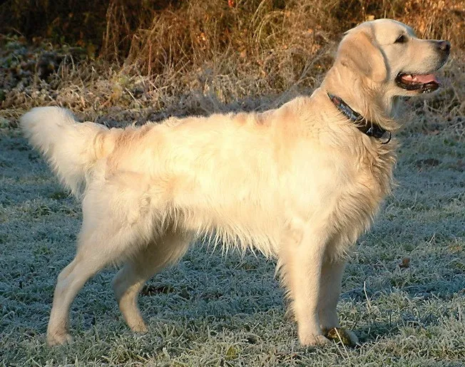 Golden Retriever — dog breed