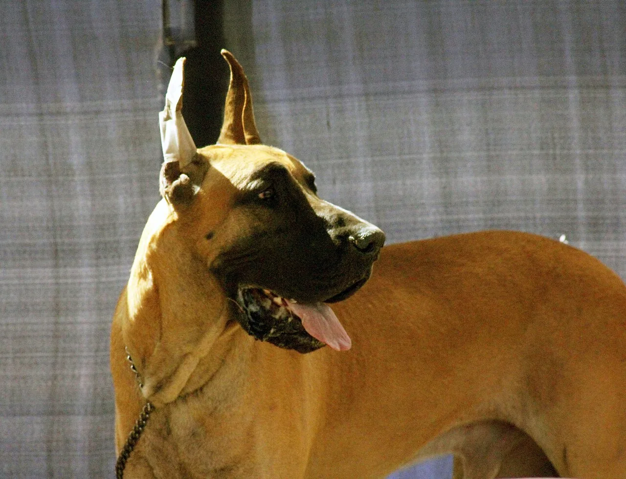 Great Dane — dog breed