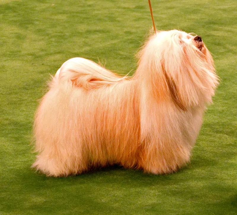 Havanese — dog breed