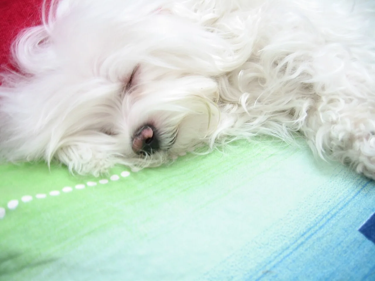 Maltese — dog breed