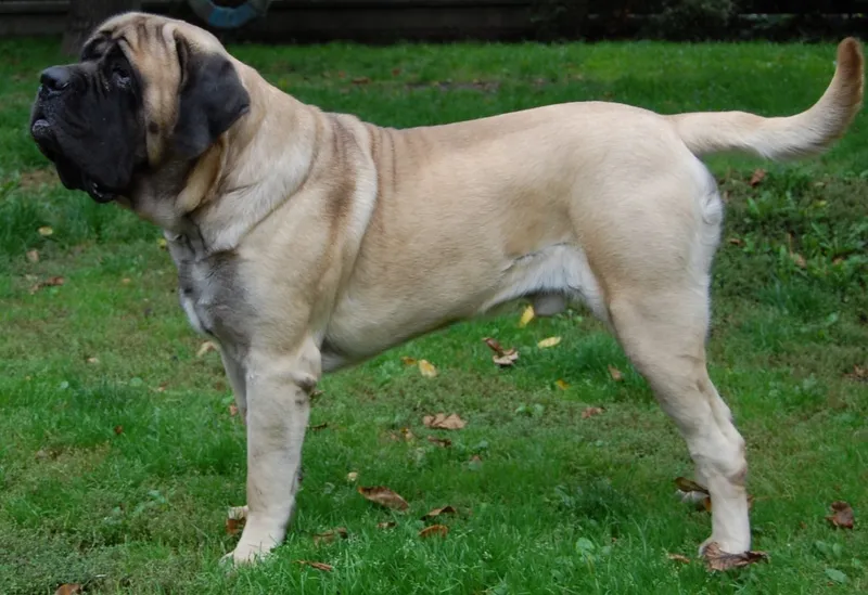 Mastiff — dog breed