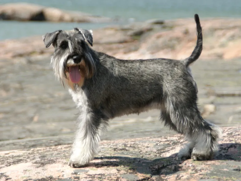 Miniature Schnauzer — dog breed