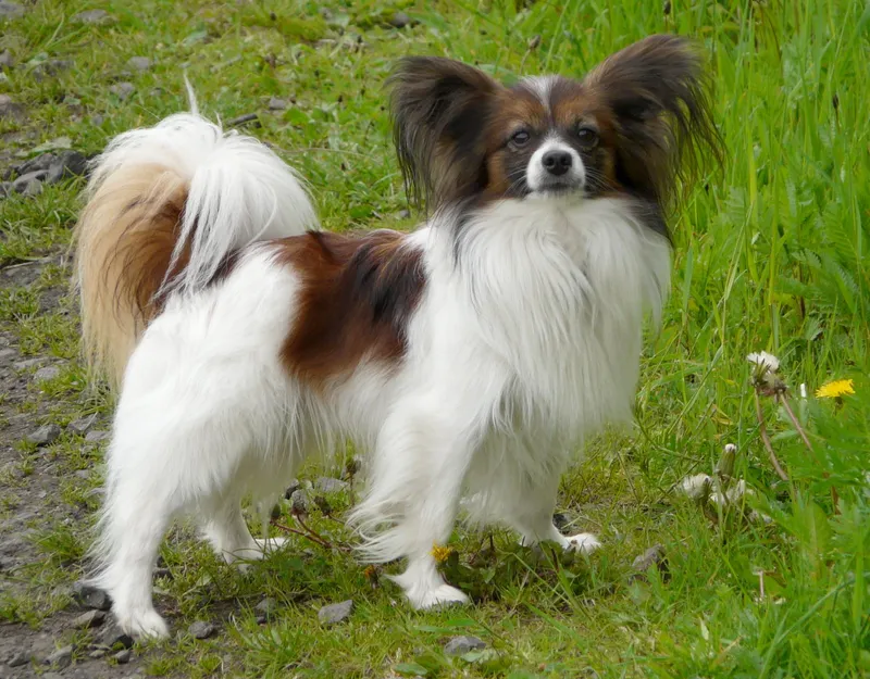Papillon — dog breed