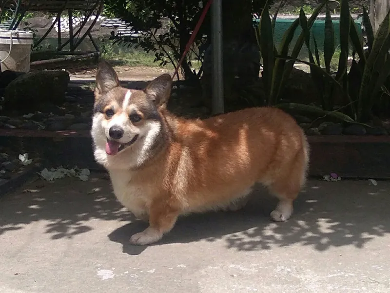 Pembroke Welsh Corgi — dog breed