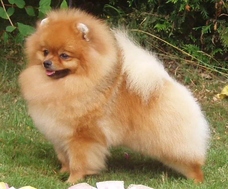 Pomeranian — dog breed