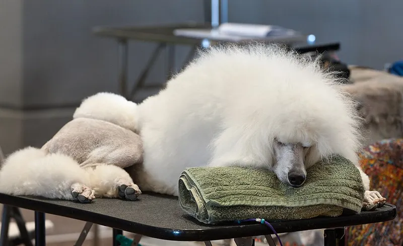 Poodle — dog breed
