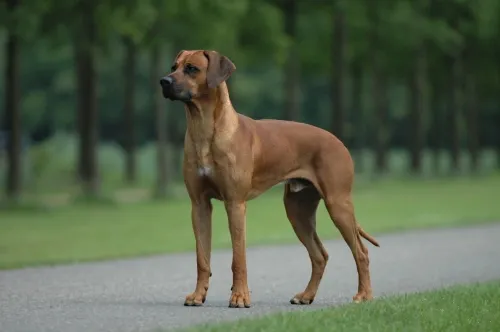 Rhodesian Ridgeback — dog breed