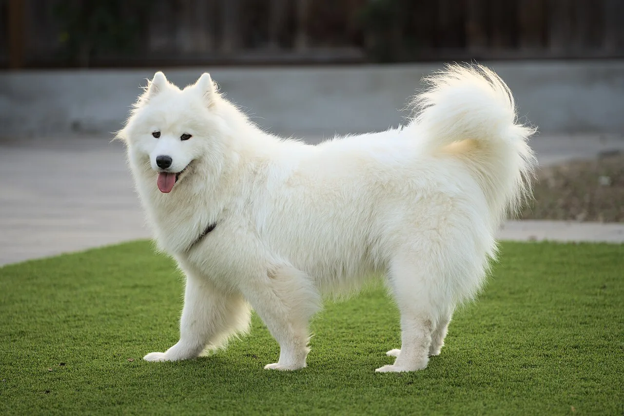Samoyed — dog breed