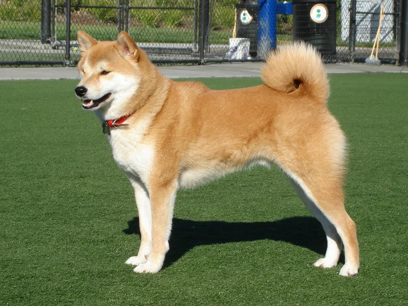Shiba Inu — dog breed