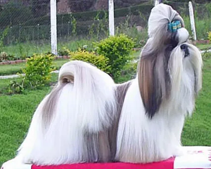 Shih Tzu — dog breed