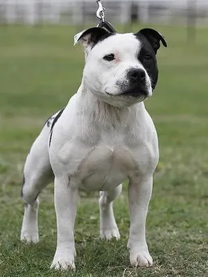Staffordshire Bull Terrier — dog breed
