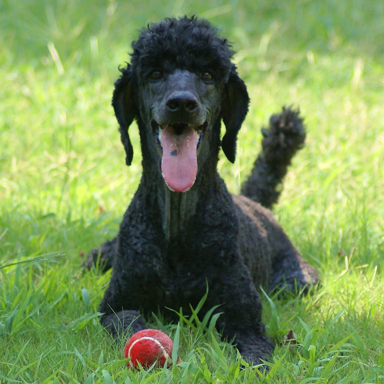 Standard Poodle — dog breed