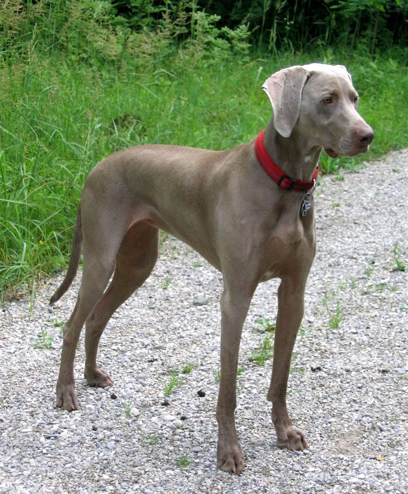 Weimaraner — dog breed