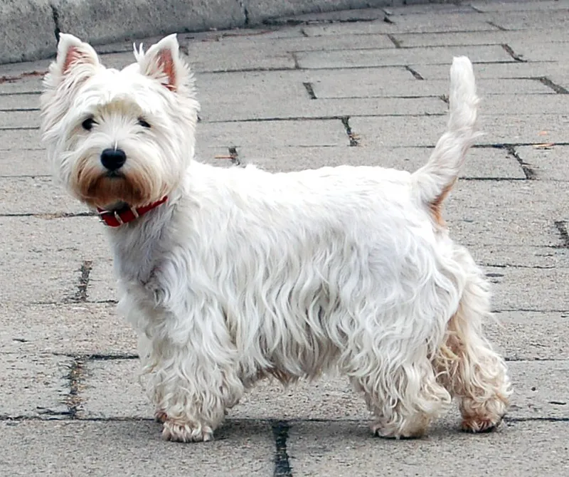 West Highland White Terrier — dog breed